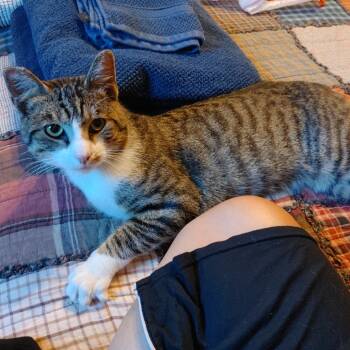 Rescue American Shorthair Cats for Adoption in Oceanside, California - *** Biscuits | PetCurious