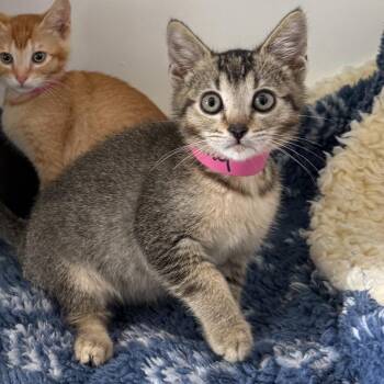 Stormy (bonded w/ Cloudy) -  Domestic Short Hair Cat for Adoption in Oakland, California - Stormy (bonded W/ Cloudy) | PetCurious