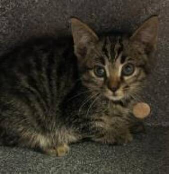 Rescue Domestic Short Hair Cats for Adoption in West Chester, Pennsylvania - Raja | PetCurious