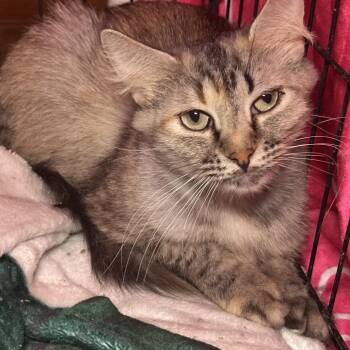 Francisco - 21 -  Domestic Medium Hair Cat Available for Adoption in Pittsburg, Kansas - Francisco - 21 | PetCurious
