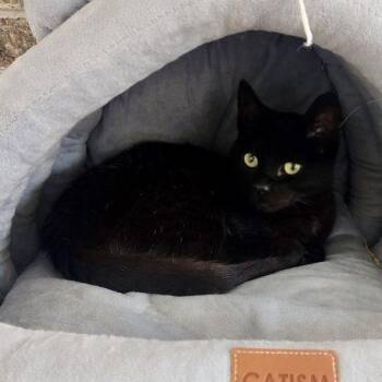 Domestic Short Hair Cats Available for Adoption in Knoxville, Tennessee - Messi | PetCurious