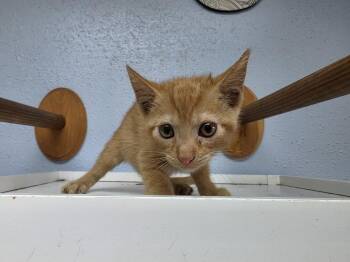 Nacho Belle Grande -  Domestic Short Hair Cat for Adoption in Bossier City, Louisiana - Nacho Belle Grande | PetCurious
