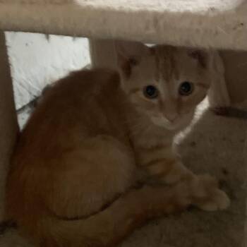 Marty Estep -  Domestic Short Hair Cat for Adoption in Woodstock, Virginia - Marty Estep | PetCurious