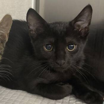Glossary -  Domestic Short Hair Cat for Adoption in Wilmington, Delaware - Glossary | PetCurious