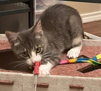 Domestic Short Hair Cats Available for Adoption - Cena | PetCurious