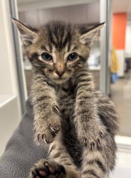 Rescue Domestic Short Hair Cats for Adoption in Greenfield, Indiana - Gin | PetCurious