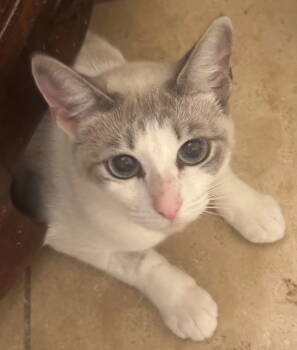 Rescue Domestic Short Hair and Turkish Van Cats for Adoption in Palo Alto, California - Suzette | PetCurious