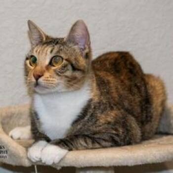 Domestic Short Hair Cats Available for Adoption in Liverpool, Texas - Spotty Dottie | PetCurious