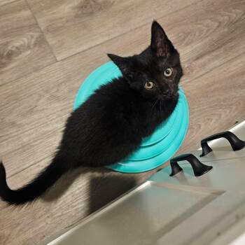 Moonshine -  Domestic Short Hair Cat for Adoption in Hudsonville, Michigan - Moonshine | PetCurious