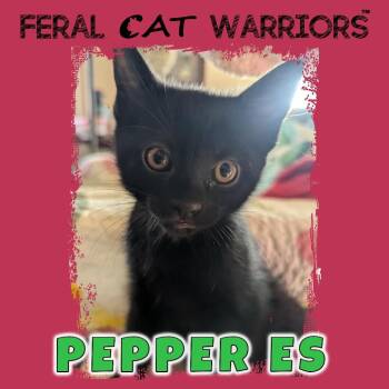 Domestic Short Hair Cats Available for Adoption in Kingman, Arizona - Pepper ES | PetCurious