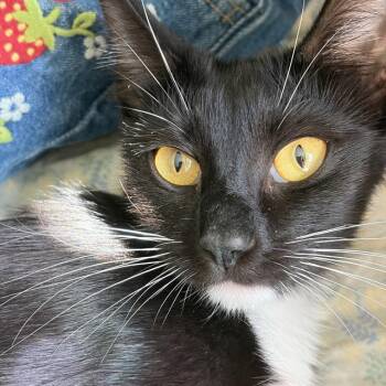 Domestic Short Hair Cats Available for Adoption in Camarillo, California - BRYNN | PetCurious