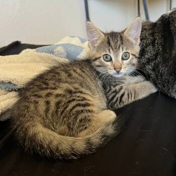 Rescue Domestic Short Hair Cats for Adoption in San Diego, California - Carry On | PetCurious