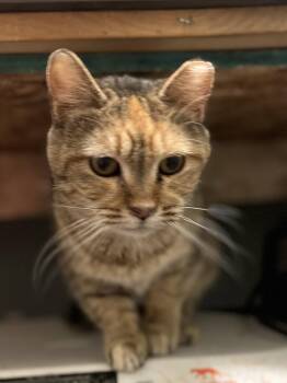 Domestic Short Hair and Tortoiseshell Cats Available for Adoption in Zimmerman, Minnesota - Primrose | PetCurious