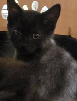 Oatmeal -  Domestic Short Hair Cat for Adoption in Schenectady, New York - Oatmeal | PetCurious