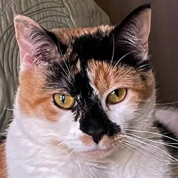 Flo -  Domestic Short Hair Cat for Adoption in Rockford, Michigan - Flo | PetCurious