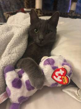 Washington (D.C.) -  Domestic Short Hair Cat for Adoption in Los Angeles, California - Washington (D.C.) | PetCurious