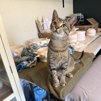 Pip -  American Shorthair and Domestic Short Hair Cat for Adoption in Milton, Florida - Pip | PetCurious