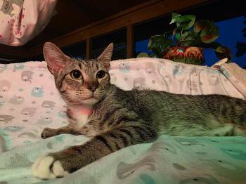 Rescue Manx and Domestic Short Hair Cats for Adoption in St. Petersburg, Florida - Frogger | PetCurious