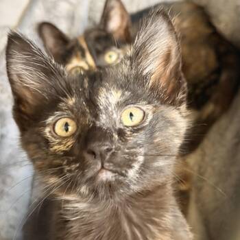 Domestic Short Hair Cats Available for Adoption in Norco, California - Freckles | PetCurious