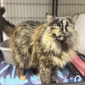 Domestic Long Hair Cats Available for Adoption - Princess Leia | PetCurious