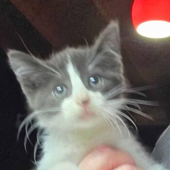 Domestic Short Hair Cats Available for Adoption in Hanna City, Illinois - Fruit Stripe | PetCurious