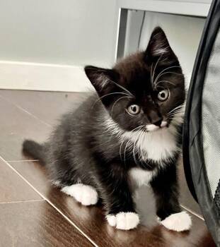 Lexi -  Domestic Short Hair Cat for Adoption - Lexi | PetCurious
