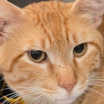 Chester -  Domestic Short Hair Cat for Adoption in Bentonville, Arkansas - Chester | PetCurious