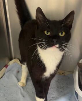 Domestic Short Hair Cats Available for Adoption in Pomona, New York - Willow | PetCurious