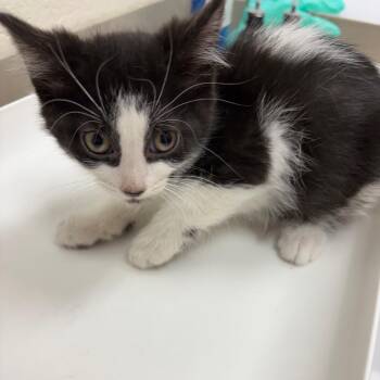 Domestic Short Hair Cats Available for Adoption in Grand Rapids, Michigan - Manitou - Chow Hound Northland | PetCurious