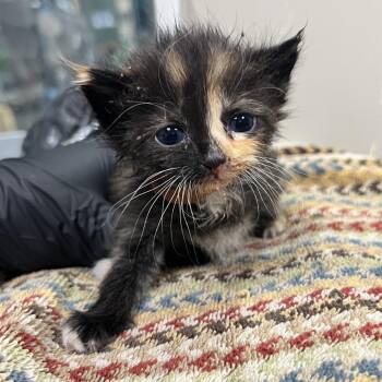 Cinnamon Girl -  Domestic Short Hair Cat for Adoption in Pasadena, California - Cinnamon Girl | PetCurious