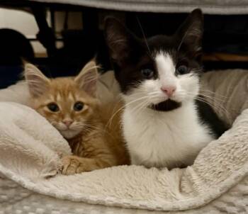 Rescue Domestic Short Hair Cats for Adoption in Mount Airy, North Carolina - Buffy & Spike | PetCurious