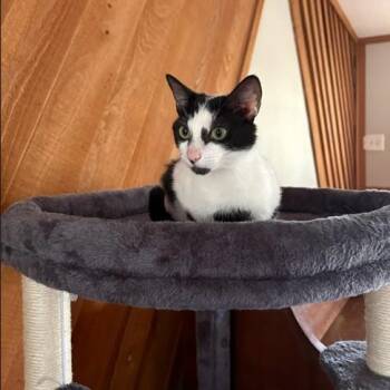 Tulip -  Domestic Short Hair Cat for Adoption in Snow Hill, North Carolina - Tulip | PetCurious