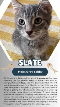 Dove (FCID# 07/15/26-2 Brandywine event July 18/19 -  Tabby Cat for Adoption in Greenville, Delaware - Dove (FCID# 07/15/26-2 Brandywine Event July 18/19 | PetCurious