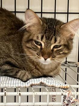 Sully -  Domestic Short Hair Cat for Adoption in Lunenburg, Massachusetts - Sully | PetCurious
