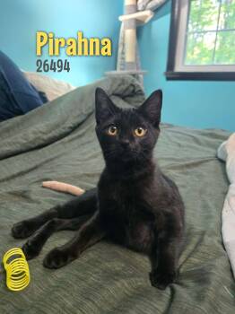Domestic Short Hair Cats Available for Adoption in Oak Ridge, Tennessee - Pirahna | PetCurious