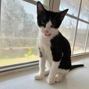 Bugatti -  Domestic Short Hair Cat for Adoption in Carencro, Louisiana - Bugatti | PetCurious