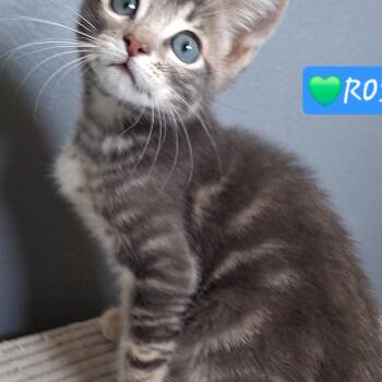 Ross -  Domestic Short Hair and Russian Blue Cat for Adoption in Yorba Linda, California - Ross | PetCurious