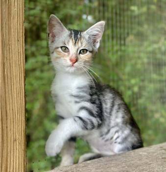 Jaya -  Domestic Short Hair Cat for Adoption in Groveland, Massachusetts - Jaya | PetCurious