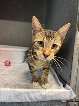 Doctor Strange -  Domestic Short Hair Cat for Adoption in Metter, Georgia - Doctor Strange | PetCurious