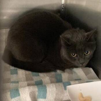 Domestic Short Hair Cats Available for Adoption - Grayson | PetCurious