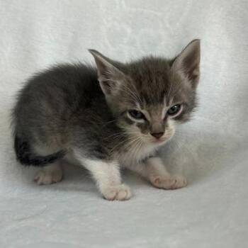 Domestic Short Hair Cats Available for Adoption in Kansas City, Missouri - Toby | PetCurious