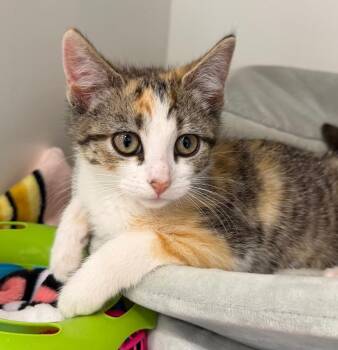 Domestic Short Hair Cats Available for Adoption in Columbia, Illinois - Fynn | PetCurious