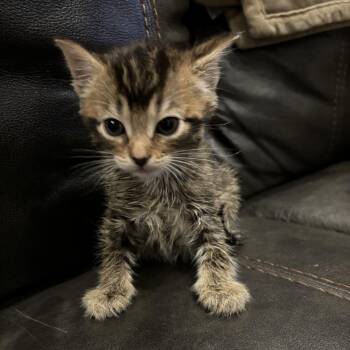 Hobbs -  Domestic Short Hair Cat for Adoption in Granville, Ohio - Hobbs | PetCurious