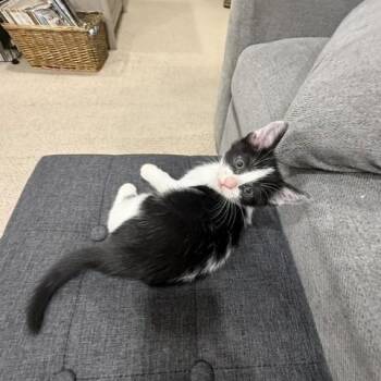 Rosalie -  Domestic Short Hair Cat for Adoption in Ashland, Oregon - Rosalie | PetCurious
