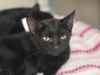 Lennie -  Domestic Short Hair Cat for Adoption in Portland, Oregon - Lennie | PetCurious