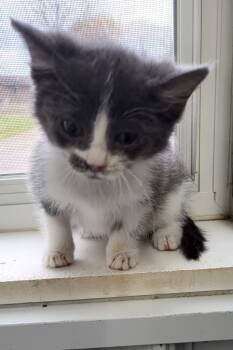 Rescue Domestic Short Hair Cats for Adoption in Medford, Wisconsin - Twinkle | PetCurious