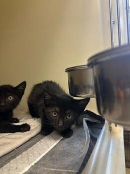 Chicken Fajita -  Domestic Short Hair Cat for Adoption in King William, Virginia - Chicken Fajita | PetCurious