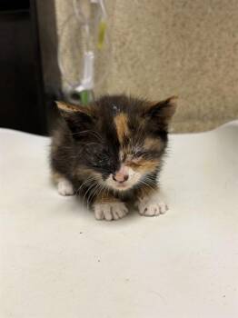 DANI -  Domestic Short Hair Cat for Adoption in Riverside, California - DANI | PetCurious