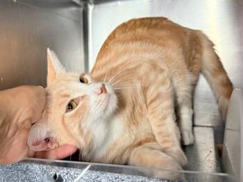 Marco Pawlo -  Domestic Short Hair Cat for Adoption in New York, New York - Marco Pawlo | PetCurious