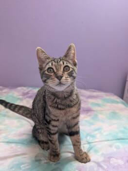 Leo -  Domestic Short Hair Cat Available for Adoption in City Of Industry, California - Leo | PetCurious